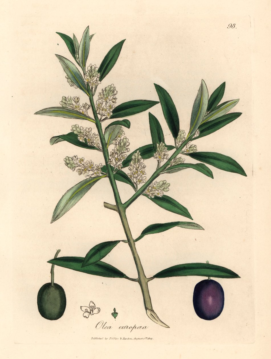 Hvidblomstret europæisk oliventræ med frugt, Olea europaea, fra en botanisk illustration af James Sowerby fra William Woodville og Sir William Jackson Hookers "Medical Botany" 1832 (håndfarvet kobberstik) af James (after) Sowerby
