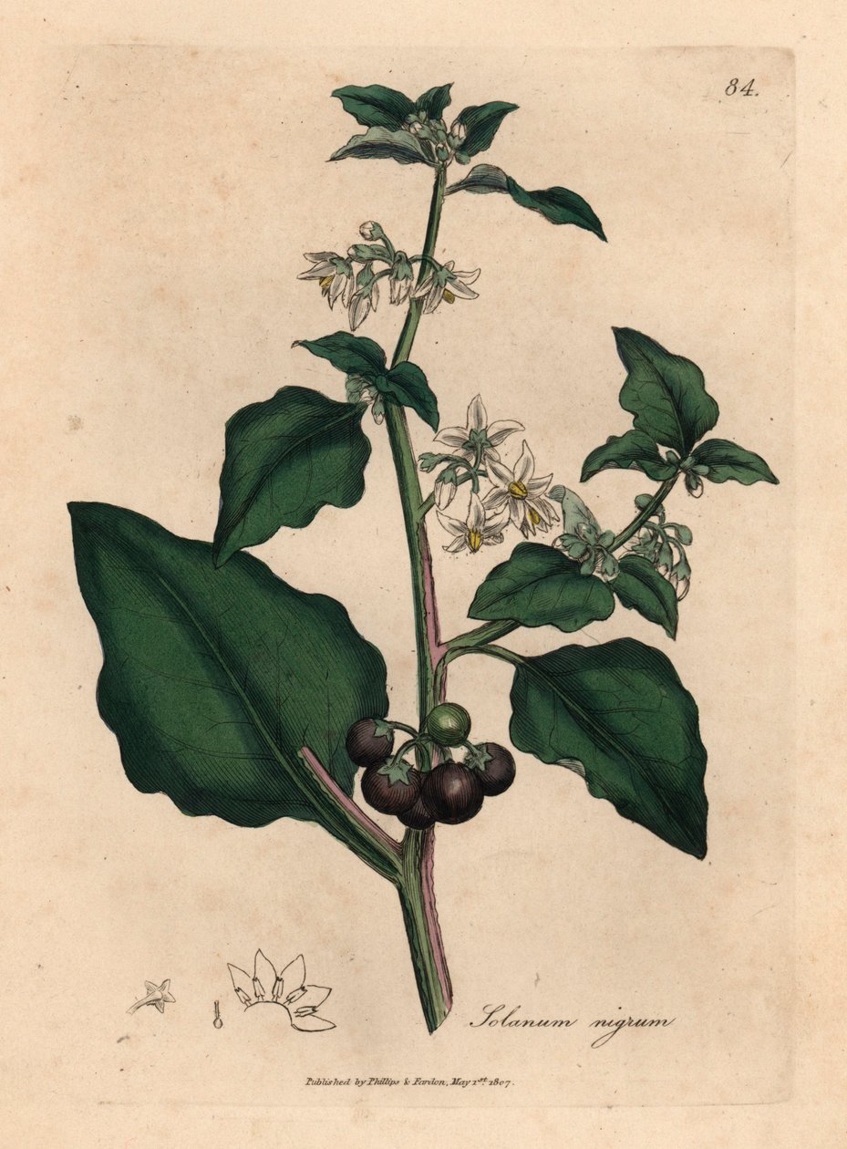 Hvidblomstrede, sorte bær, havenatskygge, Solanum nigrum, fra en botanisk illustration af James Sowerby fra William Woodville og Sir William Jackson Hookers "Medical Botany" 1832 (håndfarvet kobberstik) af James (after) Sowerby