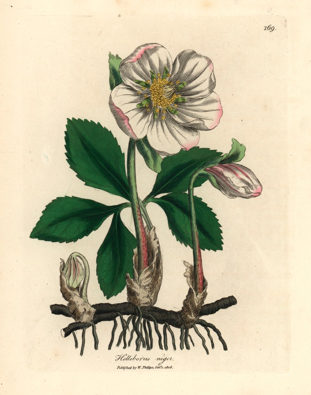 Hvidblomstret sort hellebore eller julerose, Helleborus niger, fra en botanisk illustration af James Sowerby fra William Woodville og Sir William Jackson Hookers "Medical Botany" 1832 (håndfarvet kobberstik) af James (after) Sowerby
