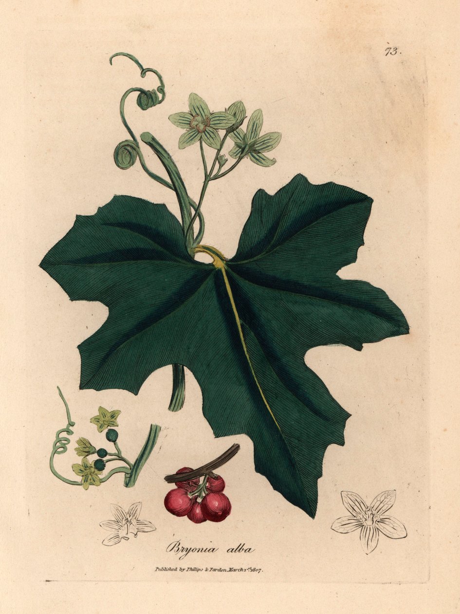 Hvidblomstret bryony, Bryonia alba, fra en botanisk illustration af James Sowerby fra William Woodville og Sir William Jackson Hookers "Medical Botany" 1832 (håndfarvet kobberstik) af James (after) Sowerby