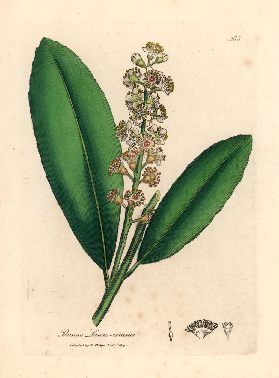 Hvidblomstret laurbærtræ, Prunus laurocerasus, fra en botanisk illustration af James Sowerby fra William Woodville og Sir William Jackson Hookers "Medical Botany" 1832 (håndfarvet kobberstik) af James (after) Sowerby
