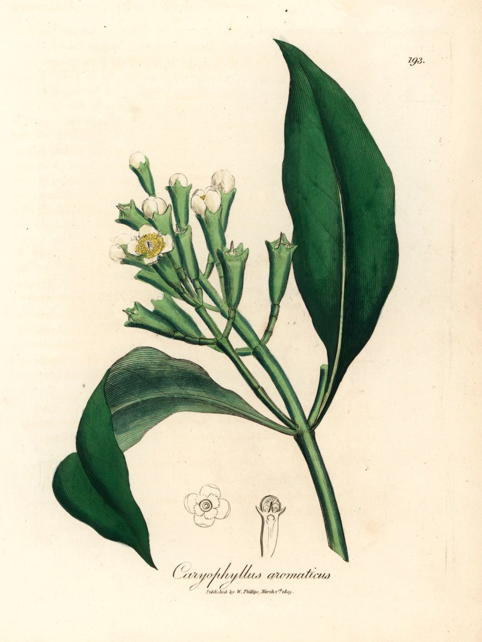 Hvidblomstret kryddernellike, Caryophyllus aromaticus, fra en botanisk illustration af James Sowerby fra William Woodville og Sir William Jackson Hookers "Medical Botany" 1832 (håndfarvet kobberstik) af James (after) Sowerby