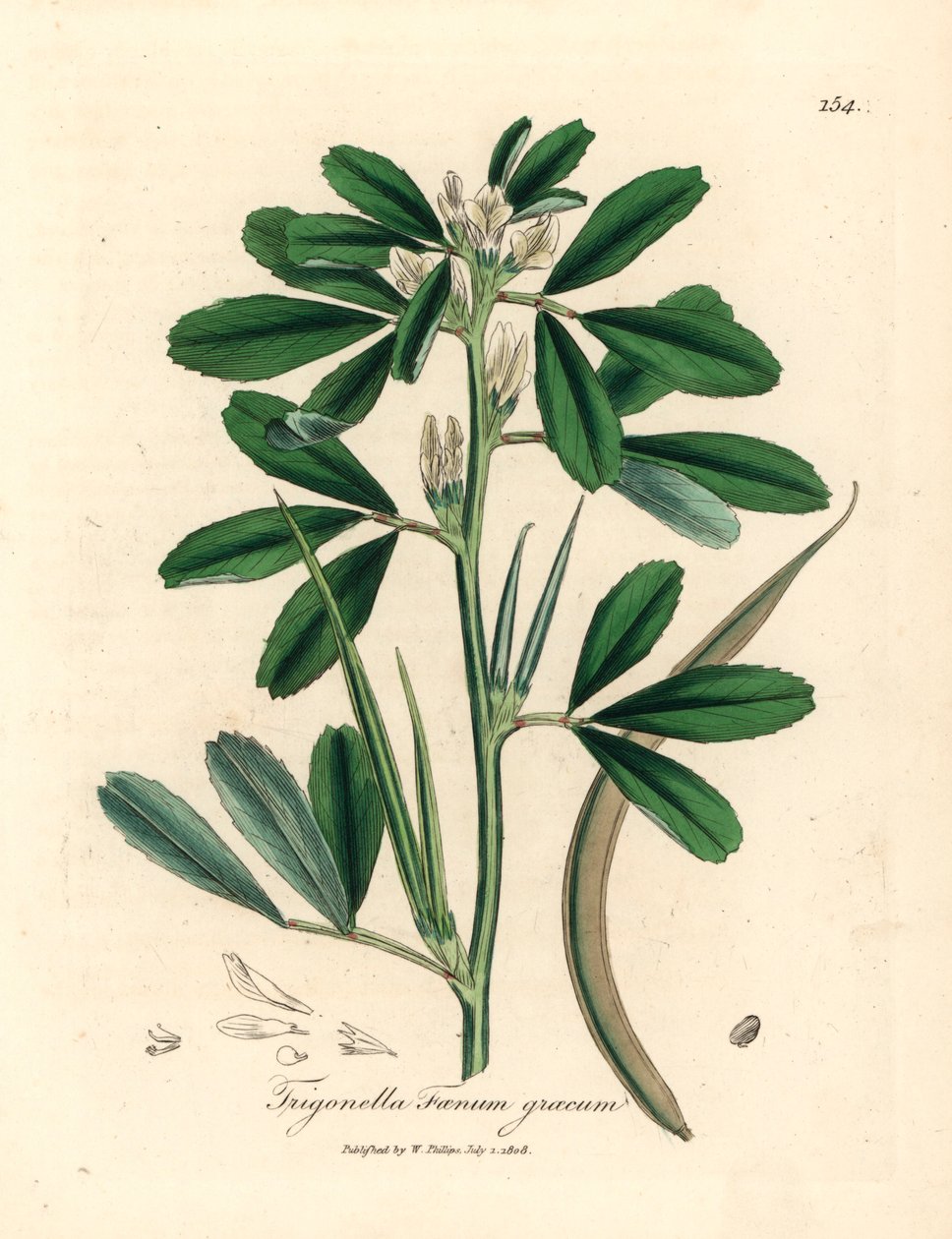 Hvidblomstret bukkehorn med frøstand, Trigonella foenum graecum, fra en botanisk illustration af James Sowerby fra William Woodville og Sir William Jackson Hookers "Medical Botany" 1832 (håndfarvet kobberstik) af James (after) Sowerby