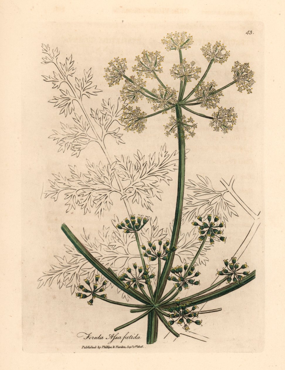 Hvidblomstret gigantisk fennikel eller asafetida, Ferula assafoetida, fra en botanisk illustration af James Sowerby fra William Woodville og Sir William Jackson Hookers "Medical Botany" 1832 (håndfarvet kobberstik) af James (after) Sowerby