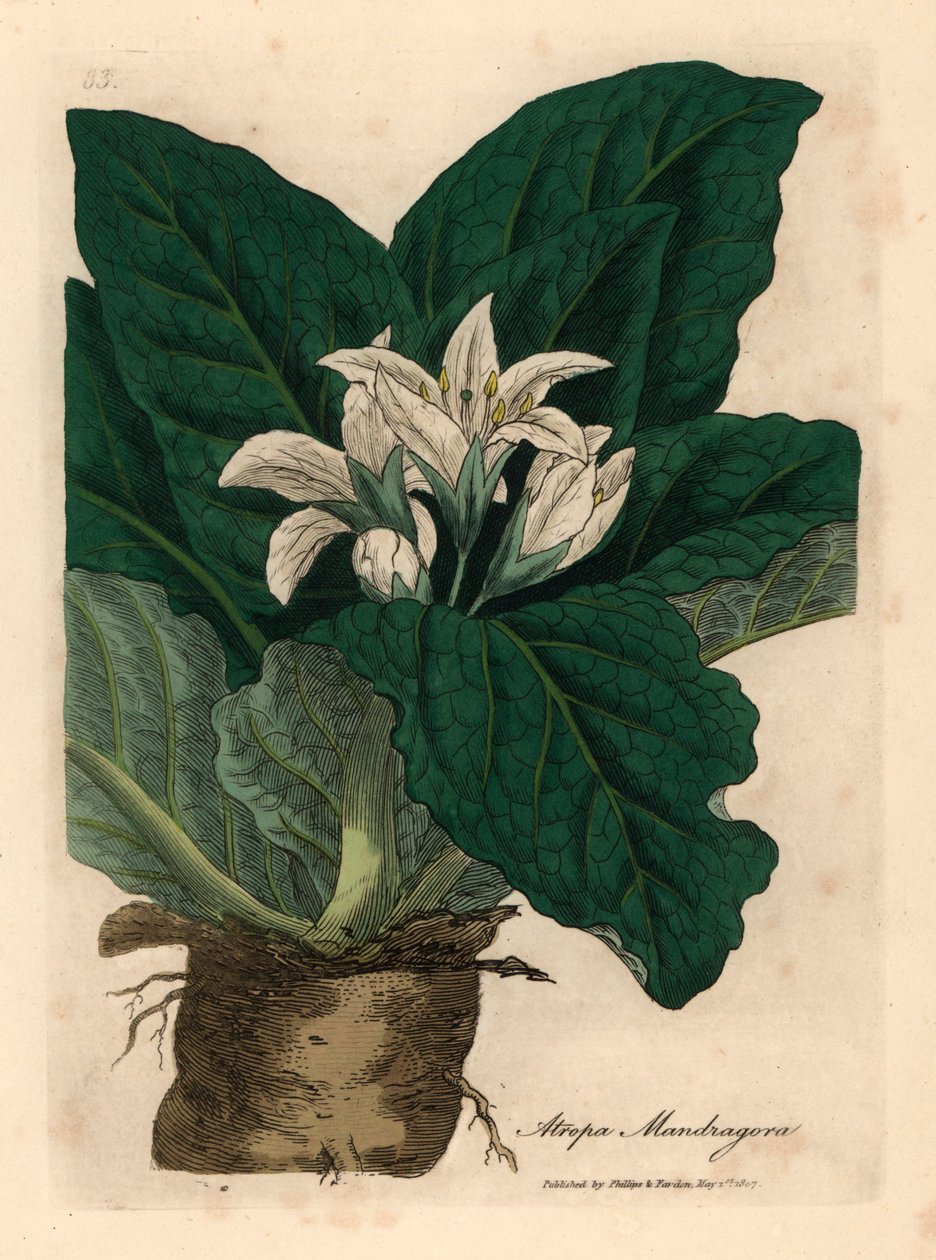 Hvidblomstret mandrake, Atropa mandragora, fra en botanisk illustration af James Sowerby fra William Woodville og Sir William Jackson Hookers "Medical Botany" 1832 (håndfarvet kobberstik) af James (after) Sowerby