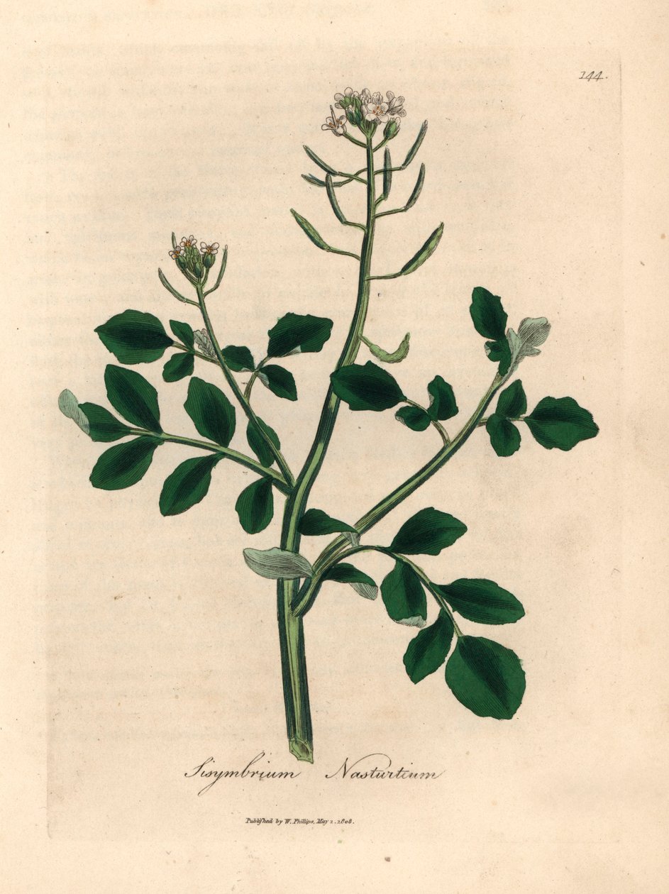 Hvidblomstret brøndkarse, Sisymbrium nasturtium, fra en botanisk illustration af James Sowerby fra William Woodville og Sir William Jackson Hookers "Medical Botany" 1832 (håndfarvet kobberstik) af James (after) Sowerby