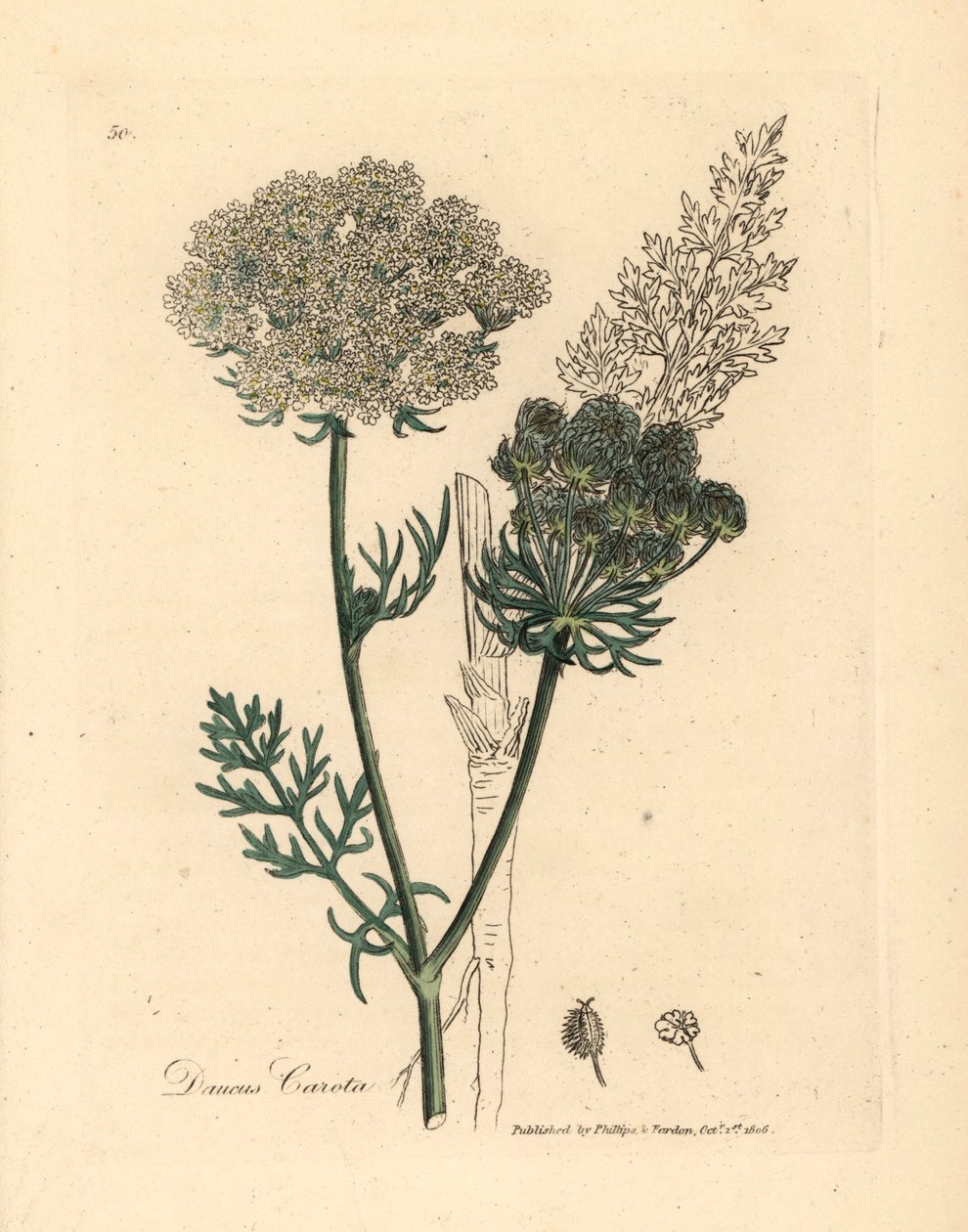Hvidblomstret vild gulerodsplante, Daucus carota, fra en botanisk illustration af James Sowerby fra William Woodville og Sir William Jackson Hookers "Medical Botany" 1832 (håndfarvet kobberstik) af James (after) Sowerby