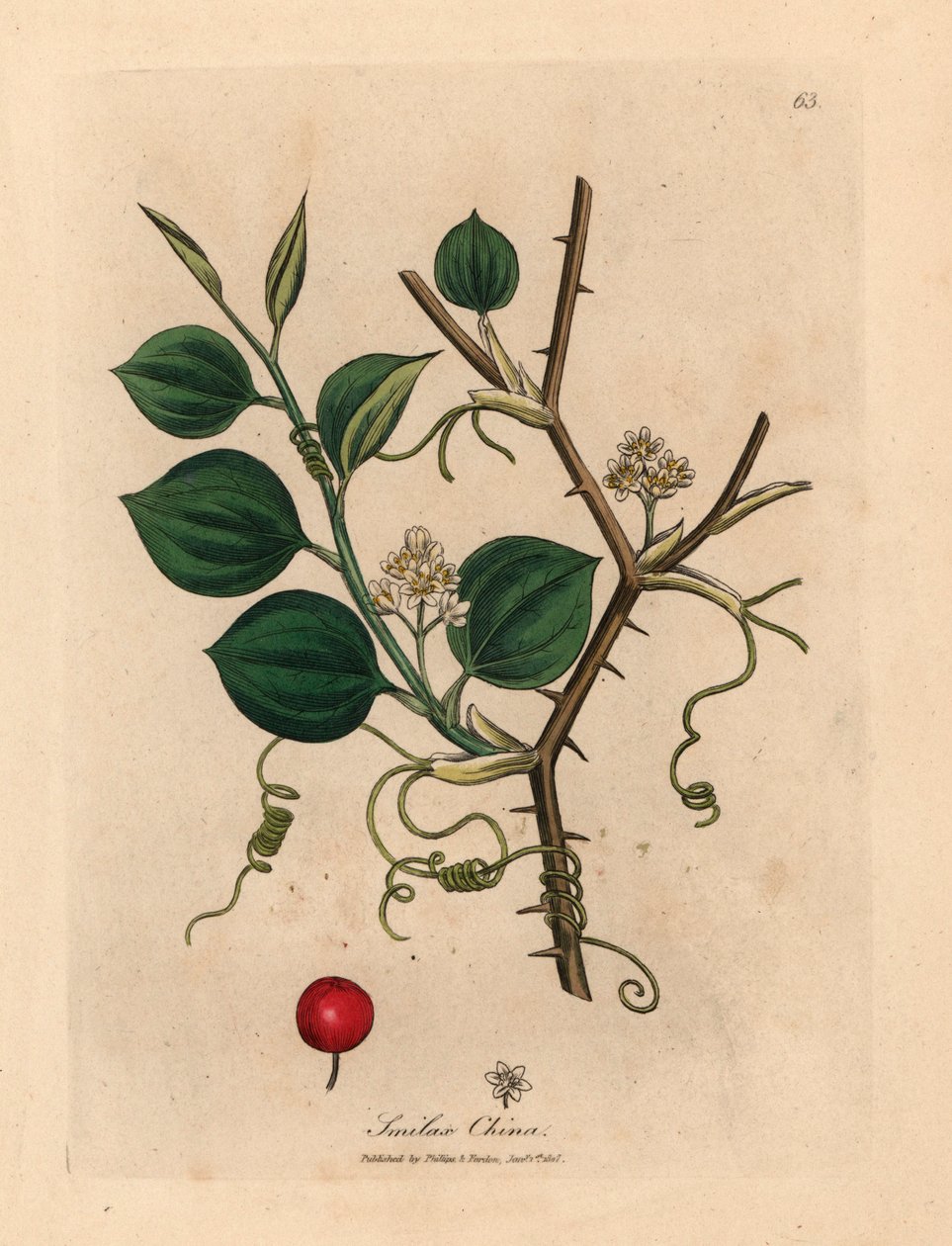 Hvide blomster, ranker og røde bær af kinesisk smilax, fra en botanisk illustration af James Sowerby fra William Woodville og Sir William Jackson Hookers "Medical Botany" 1832 (håndfarvet kobberstik) af James (after) Sowerby