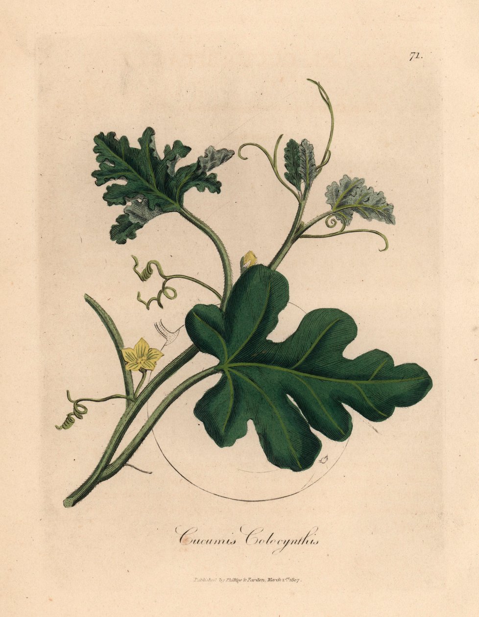 Gulblomstret bitter agurk, Cucumis colocynthis, fra en botanisk illustration af James Sowerby fra William Woodville og Sir William Jackson Hookers "Medical Botany" 1832 (håndfarvet kobberstik) af James (after) Sowerby