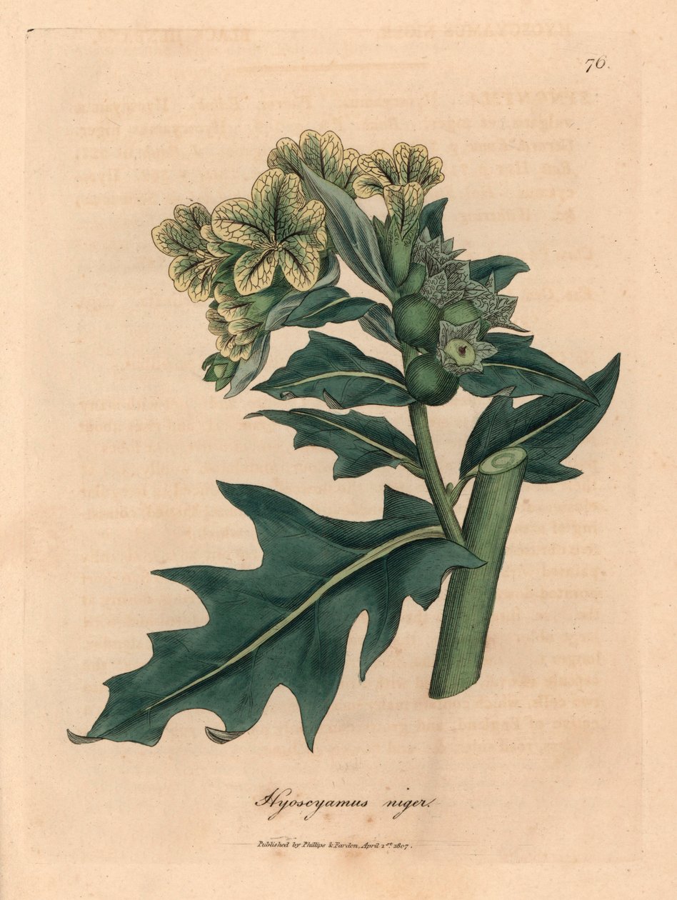 Gulblomstret sort hønebane, Hyoscyamus niger, fra en botanisk illustration af James Sowerby fra William Woodville og Sir William Jackson Hookers "Medical Botany" 1832 (håndfarvet kobberstik) af James (after) Sowerby