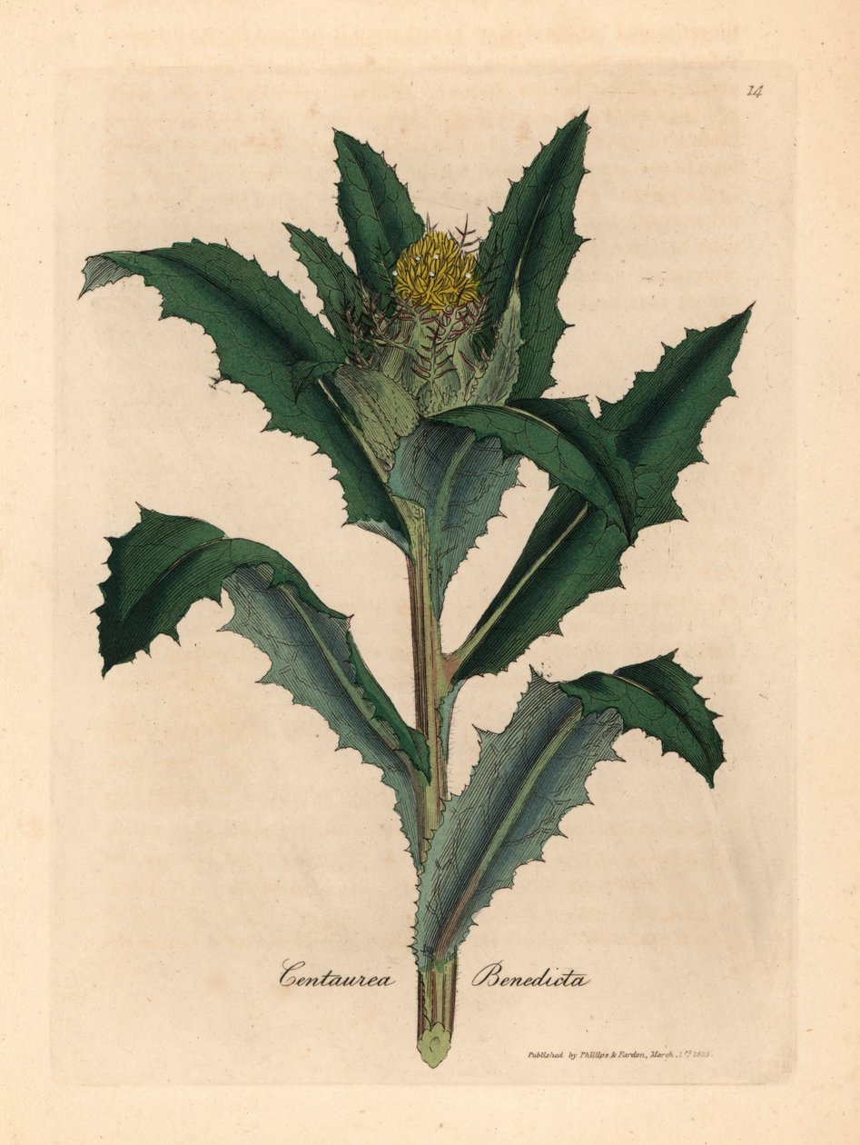 Gulblomstret velsignet eller hellig tidsel, Centaurea benedicta, fra en botanisk illustration af James Sowerby fra William Woodville og Sir William Jackson Hookers "Medical Botany" 1832 (håndfarvet kobberstik) af James (after) Sowerby