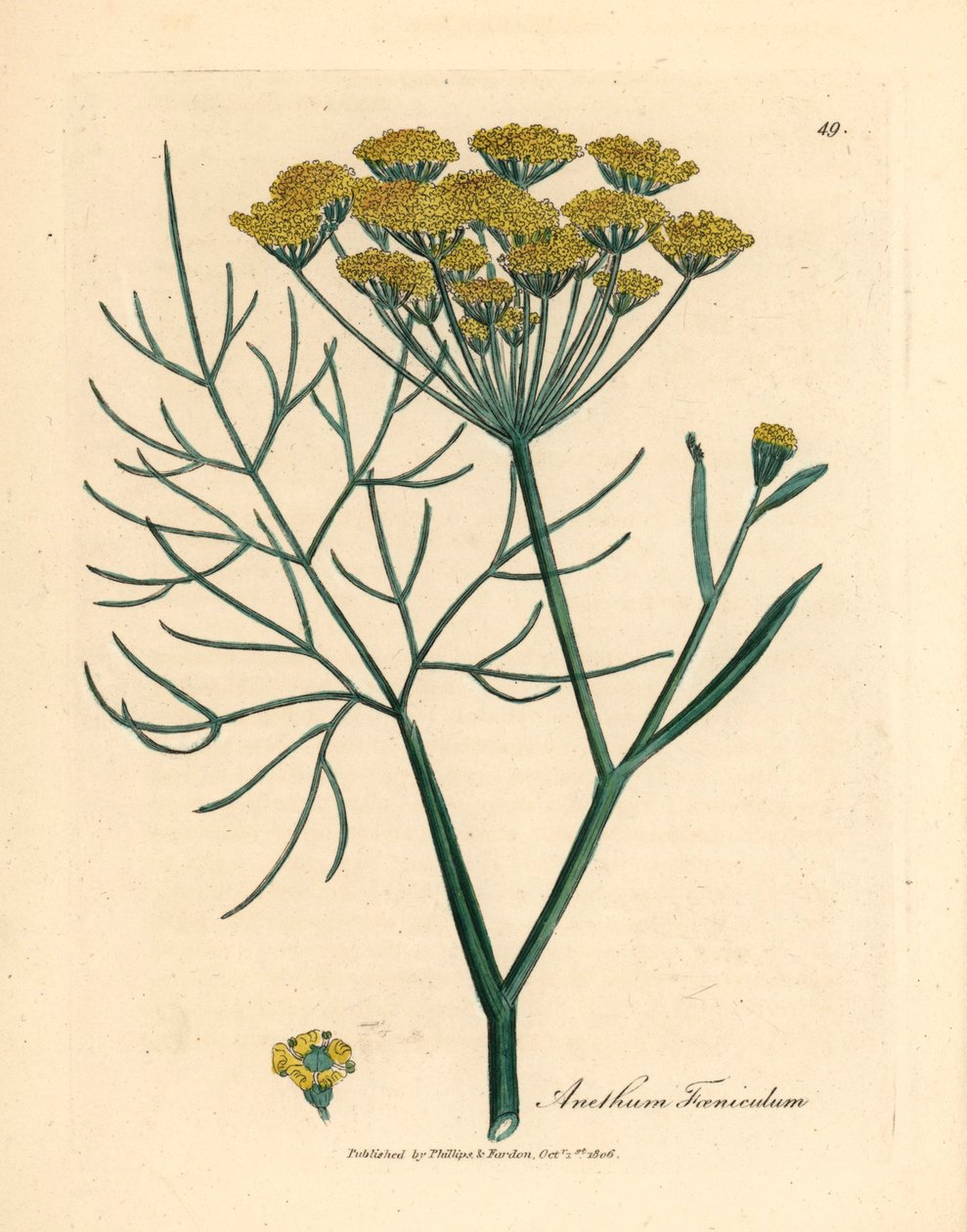 Gulblomstret fennikel, Anethum foeniculum, fra en botanisk illustration af James Sowerby fra William Woodville og Sir William Jackson Hookers "Medical Botany" 1832 (håndfarvet kobberstik) af James (after) Sowerby
