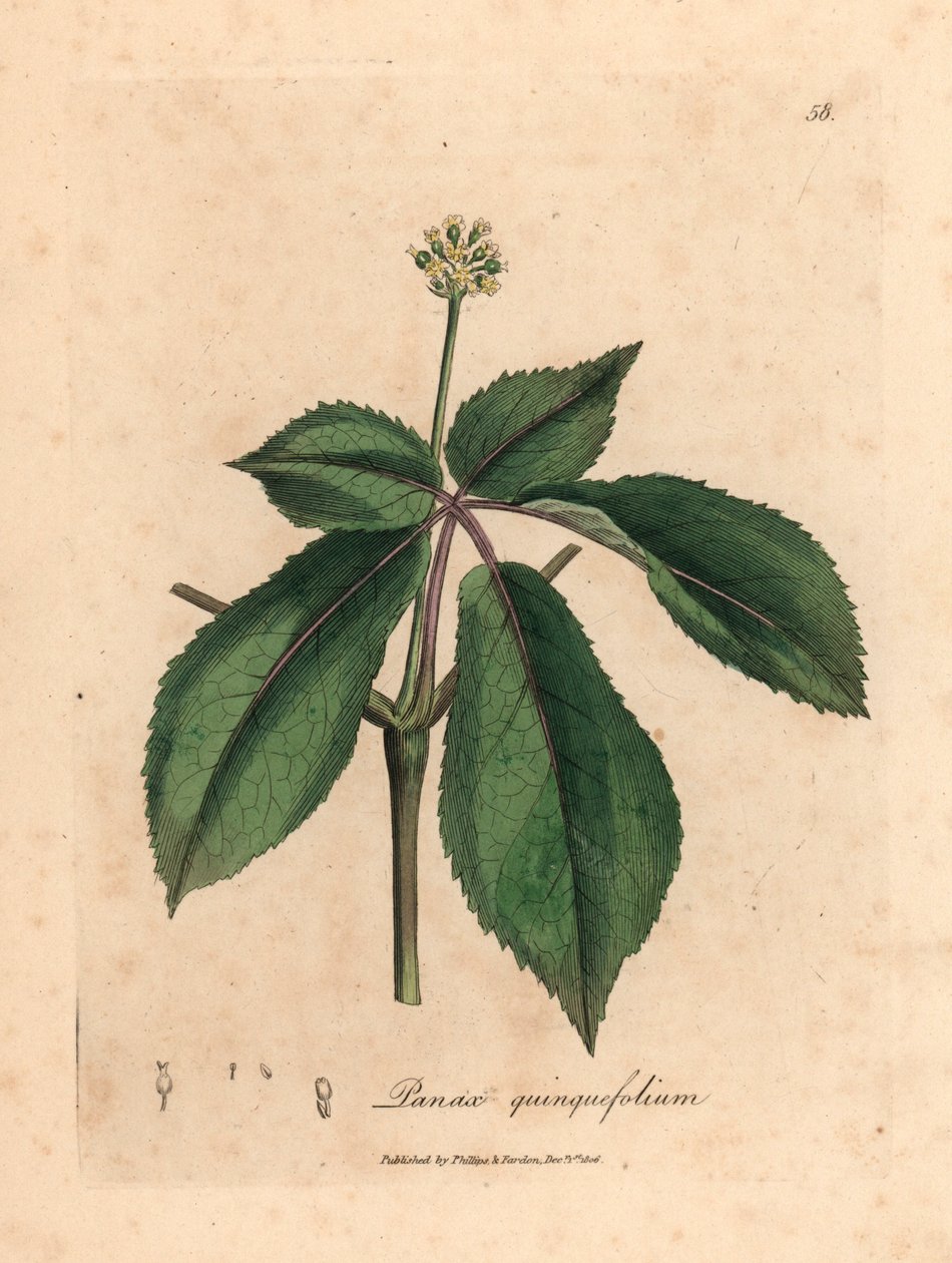 Gulblomstret ginsengplante, Panax quinquefolium, fra en botanisk illustration af James Sowerby fra William Woodville og Sir William Jackson Hookers "Medical Botany" 1832 (håndfarvet kobberstik) af James (after) Sowerby