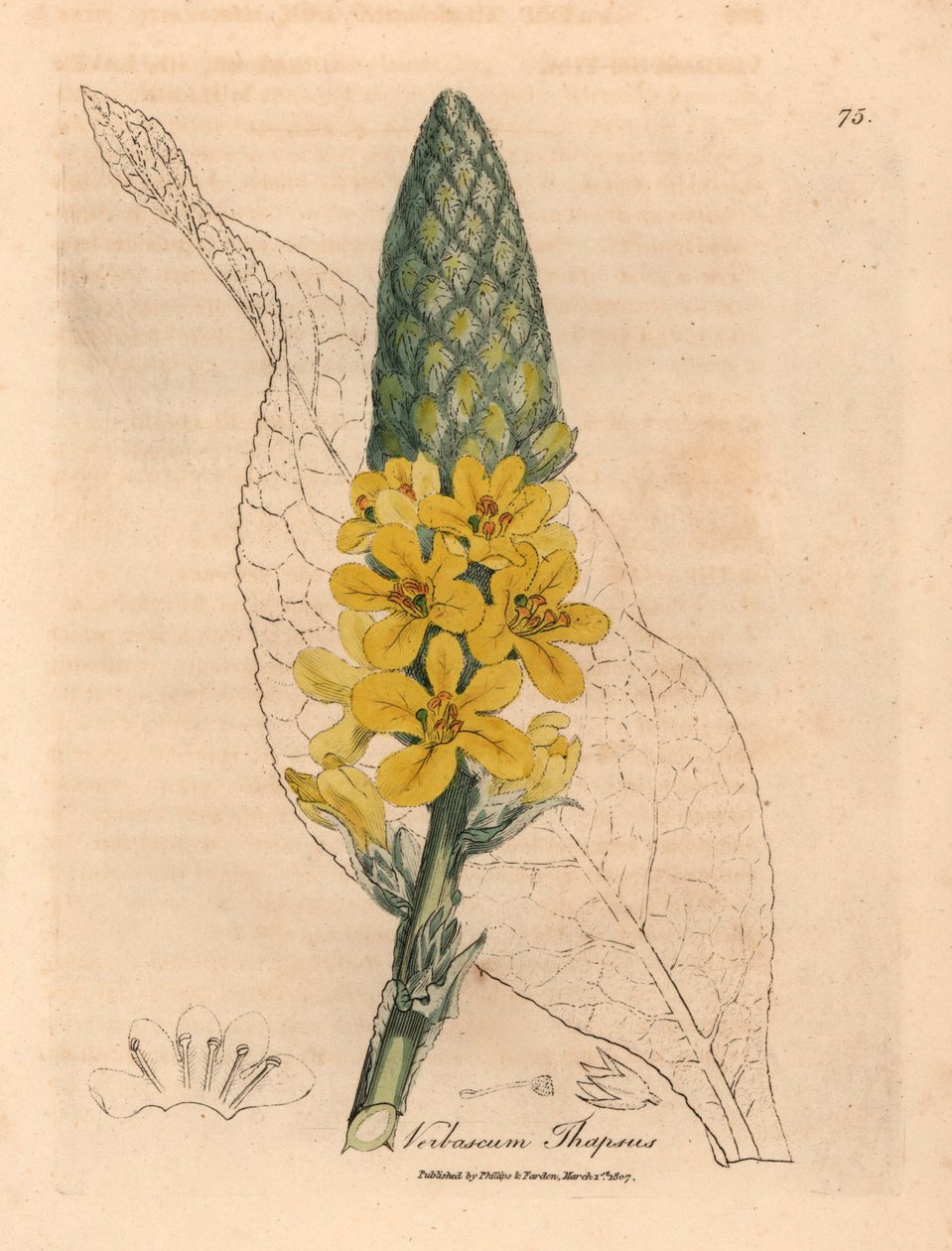 Gulblomstret stor bredbladet mullein, Verbascum thapsus, fra en botanisk illustration af James Sowerby fra William Woodville og Sir William Jackson Hookers "Medical Botany" 1832 (håndfarvet kobberstik) af James (after) Sowerby
