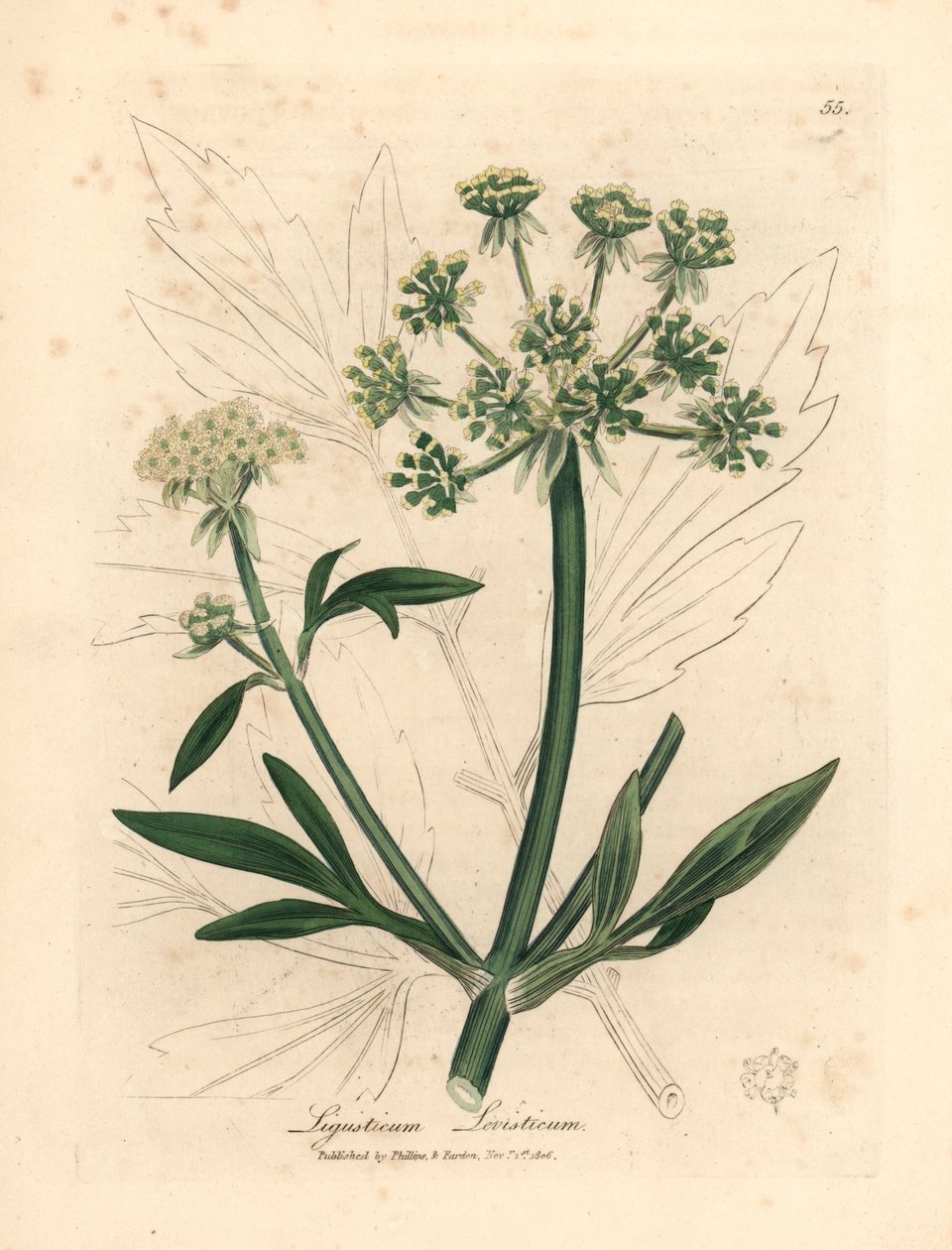 Yellow Flowered Lovage, Ligusticum Levisticum, fra en botanisk illustration af James Sowerby fra William Woodville og Sir William Jackson Hookers "Medical Botany" 1832 (håndfarvet kobberplade -gravering) af James (after) Sowerby