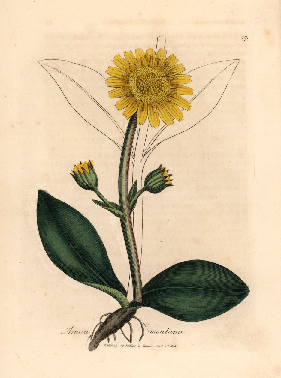 Gulblomstret bjergarnica, Arnica montana, fra en botanisk illustration af James Sowerby fra William Woodville og Sir William Jackson Hookers "Medical Botany" 1832 (håndfarvet kobberstik) af James (after) Sowerby