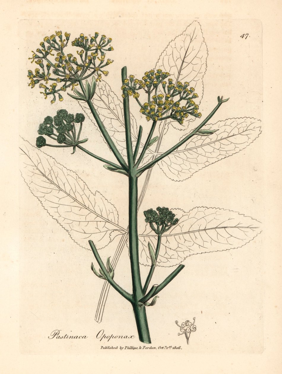 Gulblomstret opopanax eller ru pastinak, Pastinaca opopanax, fra en botanisk illustration af James Sowerby fra William Woodville og Sir William Jackson Hookers "Medical Botany" 1832 (håndfarvet kobberstik) af James (after) Sowerby