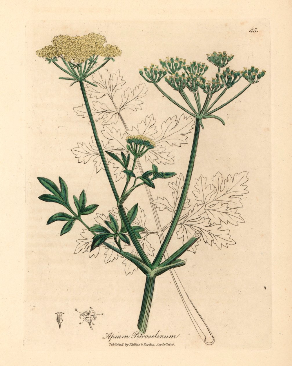 Gulblomstret persille, Apium petroselinum, fra en botanisk illustration af James Sowerby fra William Woodville og Sir William Jackson Hookers "Medical Botany" 1832 (håndfarvet kobberstik) af James (after) Sowerby
