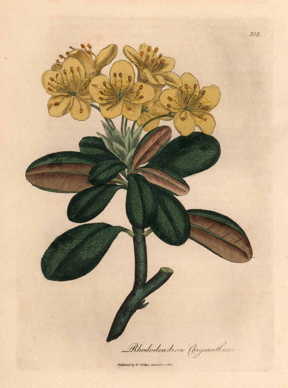 Gulblomstret rhododendron, Rhododendron krysantemum, fra en botanisk illustration af James Sowerby fra William Woodville og Sir William Jackson Hookers "Medical Botany" 1832 (håndfarvet kobberstik) af James (after) Sowerby