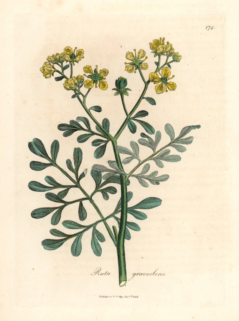 Gulblomstret rue, Ruta graveolens, fra en botanisk illustration af James Sowerby fra William Woodville og Sir William Jackson Hookers "Medical Botany" 1832 (håndfarvet kobberstik) af James (after) Sowerby