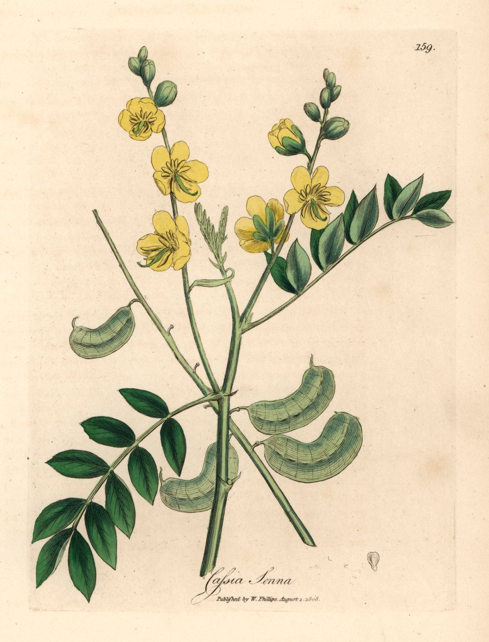 Gulblomstret senna eller egyptisk kassia med frøkapsler, Cassia senna, fra en botanisk illustration af James Sowerby fra William Woodville og Sir William Jackson Hookers "Medical Botany" 1832 (håndfarvet kobberstik) af James (after) Sowerby