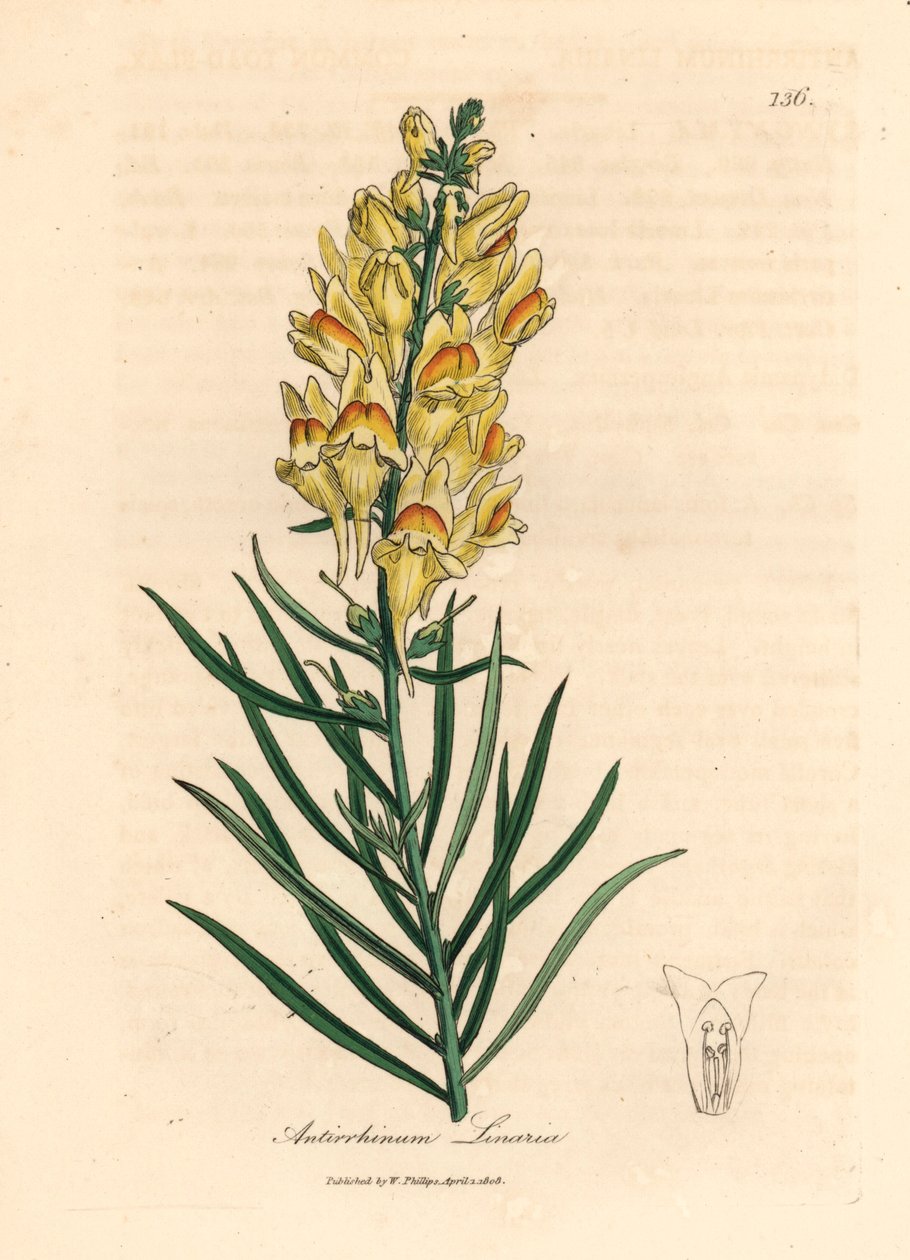 Gulblomstret snapdragon, Antirrhinum linaria, fra en botanisk illustration af James Sowerby fra William Woodville og Sir William Jackson Hookers "Medical Botany" 1832 (håndfarvet kobberstik) af James (after) Sowerby
