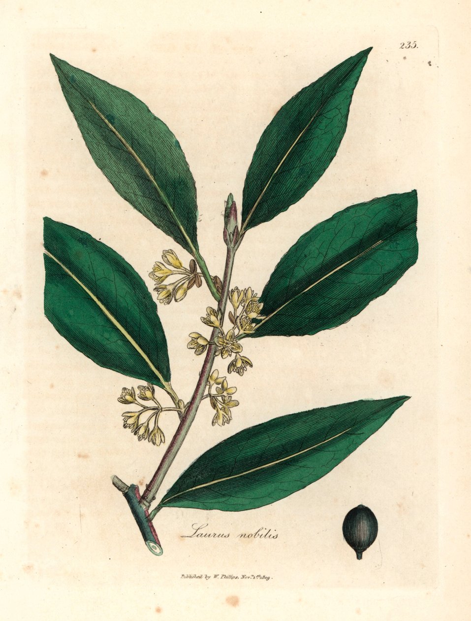 Gulblomstrede søde laurbærblade, Laurus nobilis, fra en botanisk illustration af James Sowerby fra William Woodville og Sir William Jackson Hookers "Medical Botany" 1832 (håndfarvet kobberstik) af James (after) Sowerby
