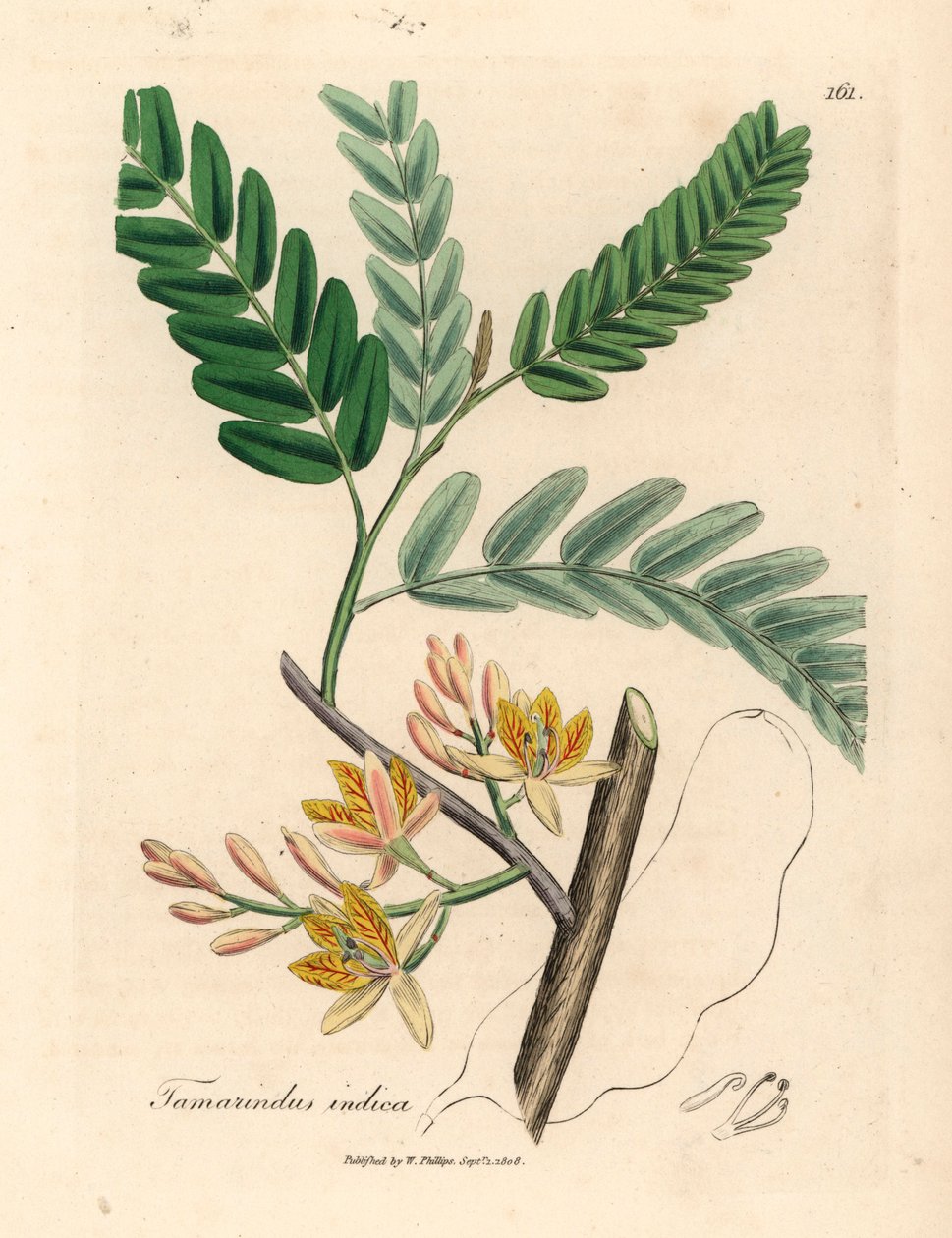Gulblomstret tamarindtræ, Tamarindus indica, fra en botanisk illustration af James Sowerby fra William Woodville og Sir William Jackson Hookers "Medical Botany" 1832 (håndfarvet kobberstik) af James (after) Sowerby