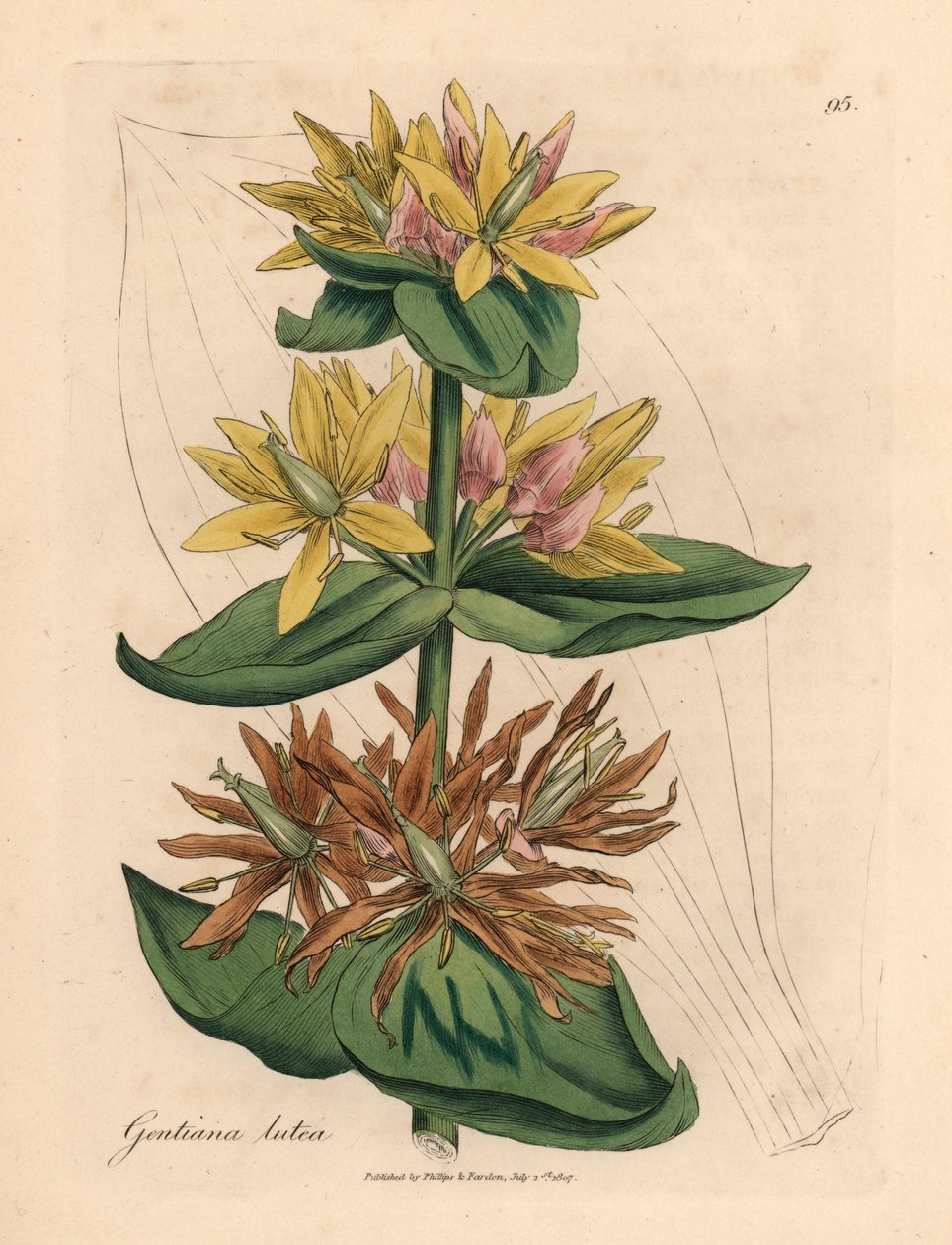 Gul ensian, Gentiana lutea, fra en botanisk illustration af James Sowerby fra William Woodville og Sir William Jackson Hookers "Medical Botany" 1832 (håndfarvet kobberstik) af James (after) Sowerby
