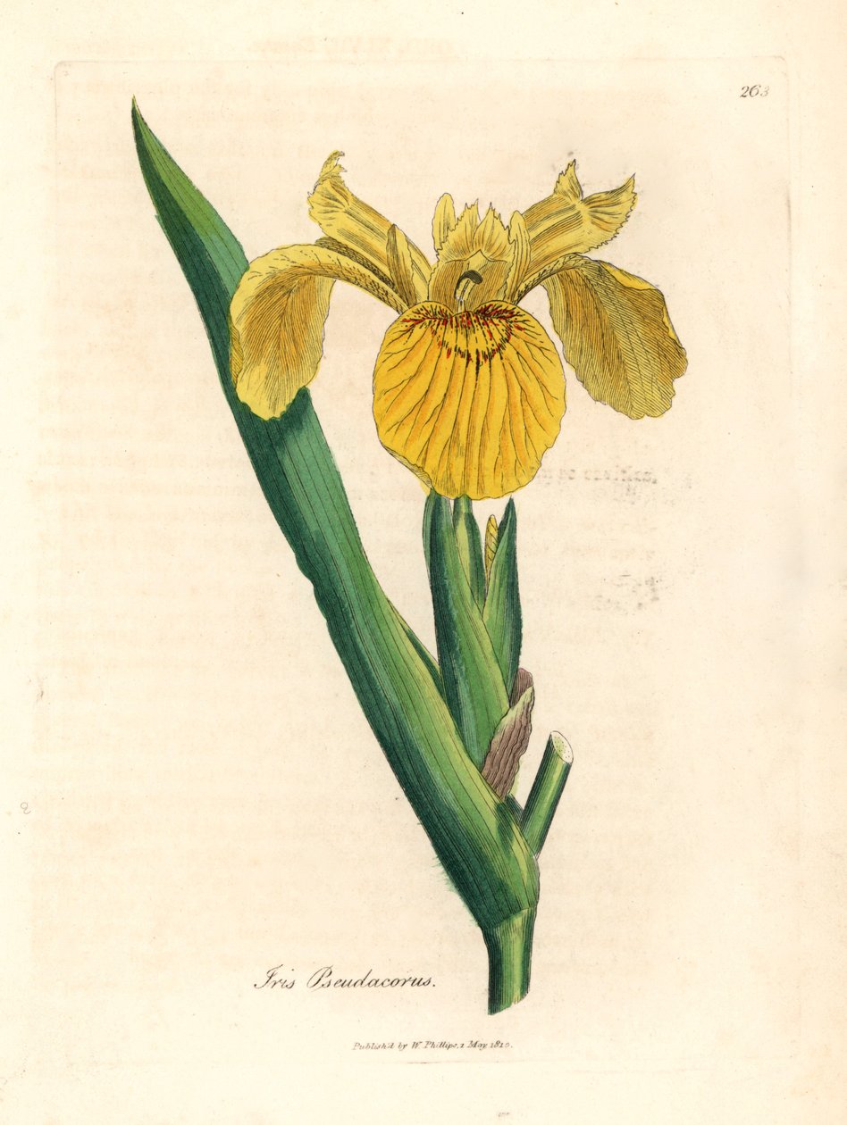 Gult vandflag, Iris pseudocorus, fra en botanisk illustration af James Sowerby fra William Woodville og Sir William Jackson Hookers "Medical Botany" 1832 (håndfarvet kobberstik) af James (after) Sowerby