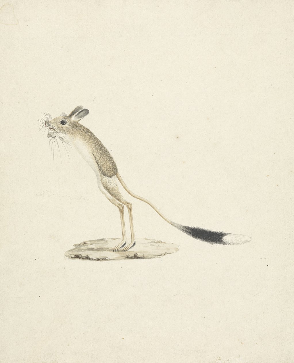 Jerboa nr. 4 (wc over grafit på papir) af James 1730 94 Bruce