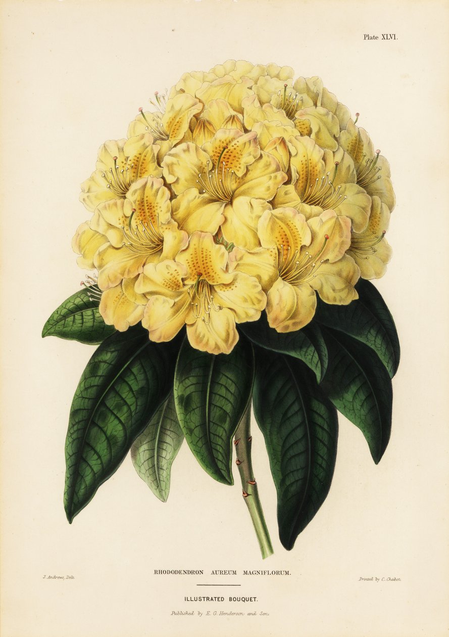 Gylden rhododendron, Rhodendron aureum magniflorum af James Andrews