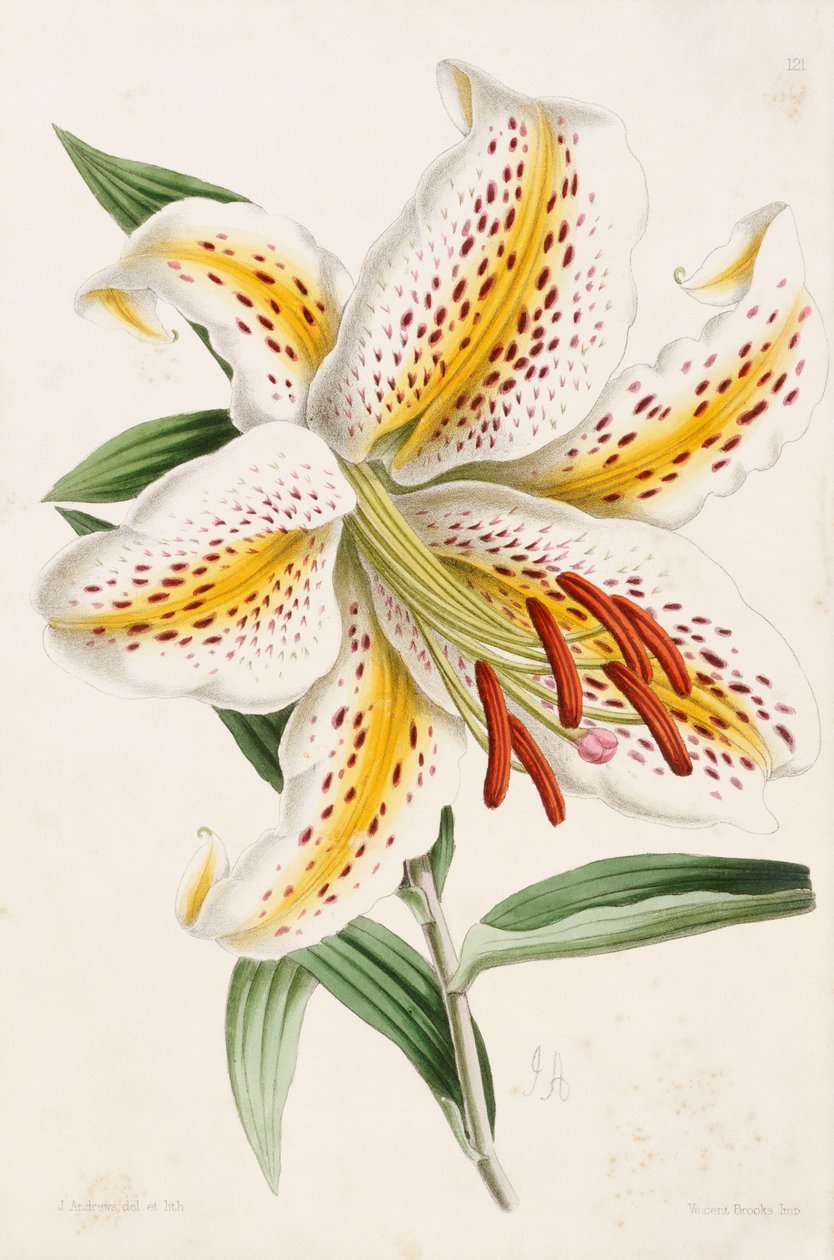 Lily, fra "The Floral Magazine", 1861-71 af James Andrews