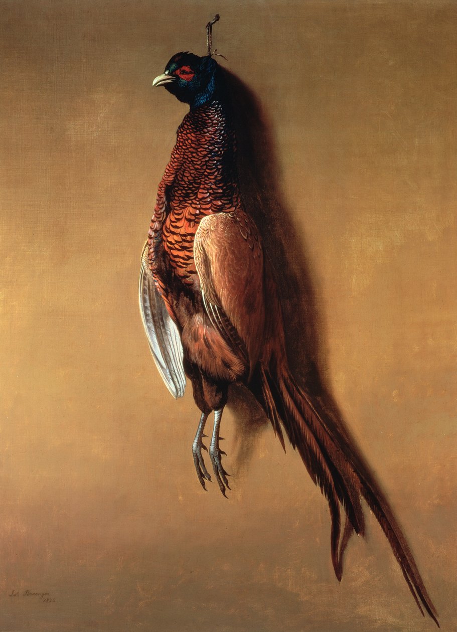 Hængende fasanhane, 1822 af James Barenger