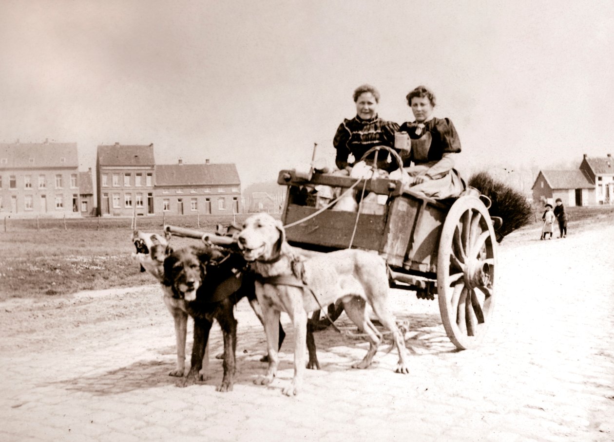 Hunde trækker kvinder på en vogn, Antwerpen, 1898. af James Batkin