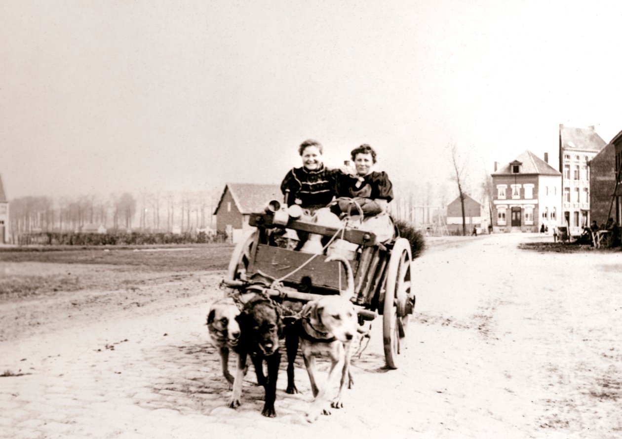 Hunde trækker kvinder på en vogn, Antwerpen, 1898. af James Batkin
