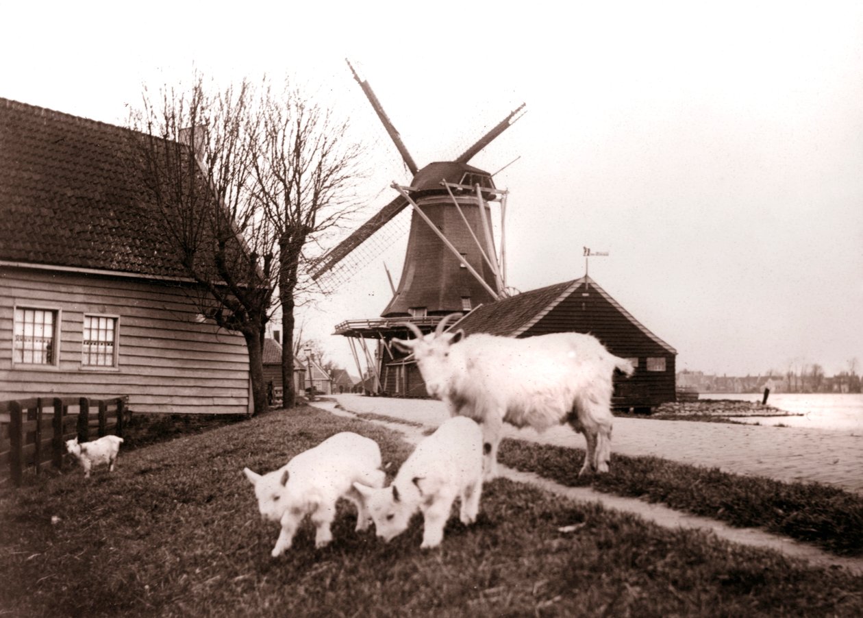 Geder, Laandam, Holland, 1898. af James Batkin