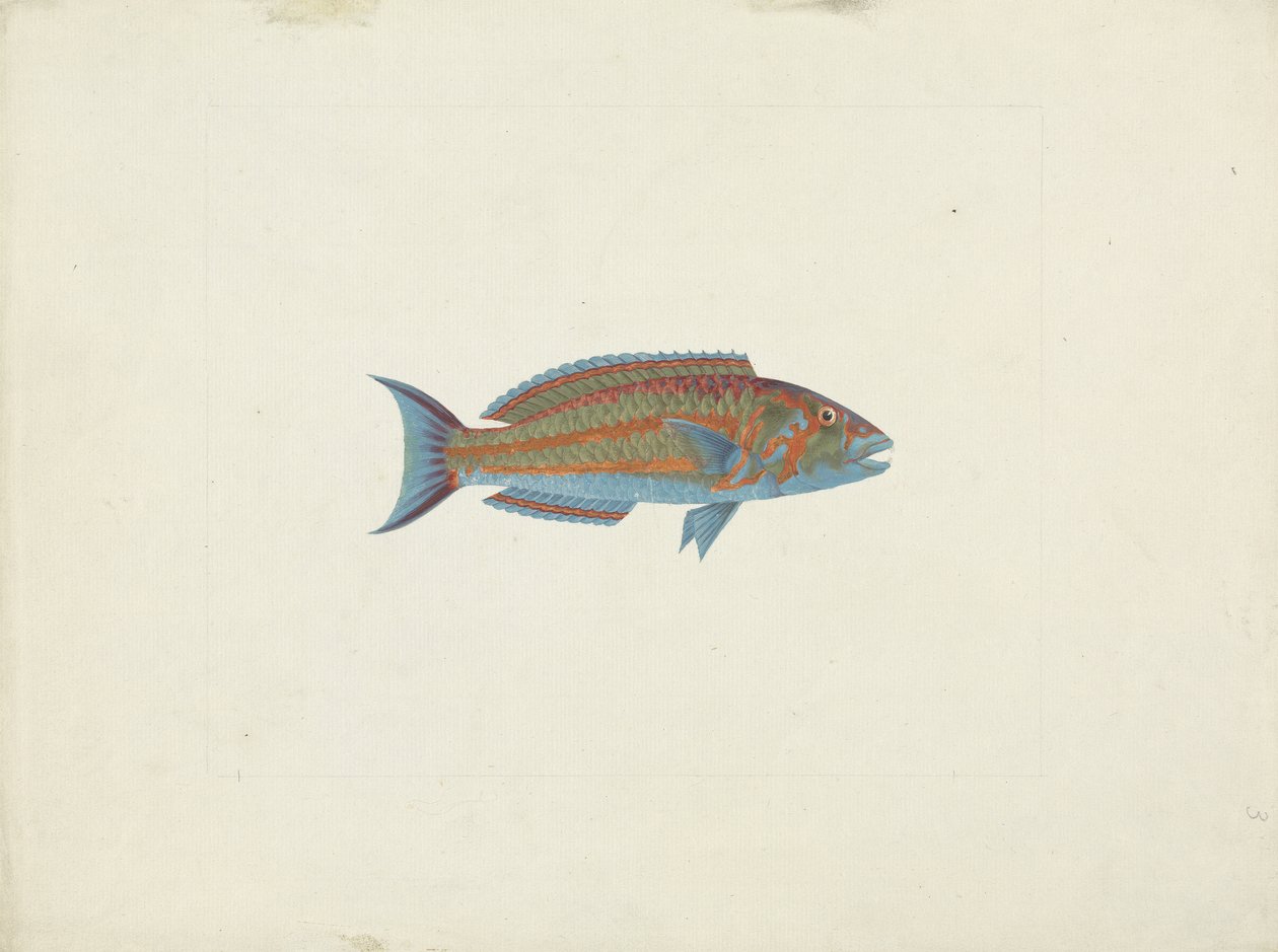 En fisk, El Hudderi Imbo (gouache over grafit på papir) af James Bruce