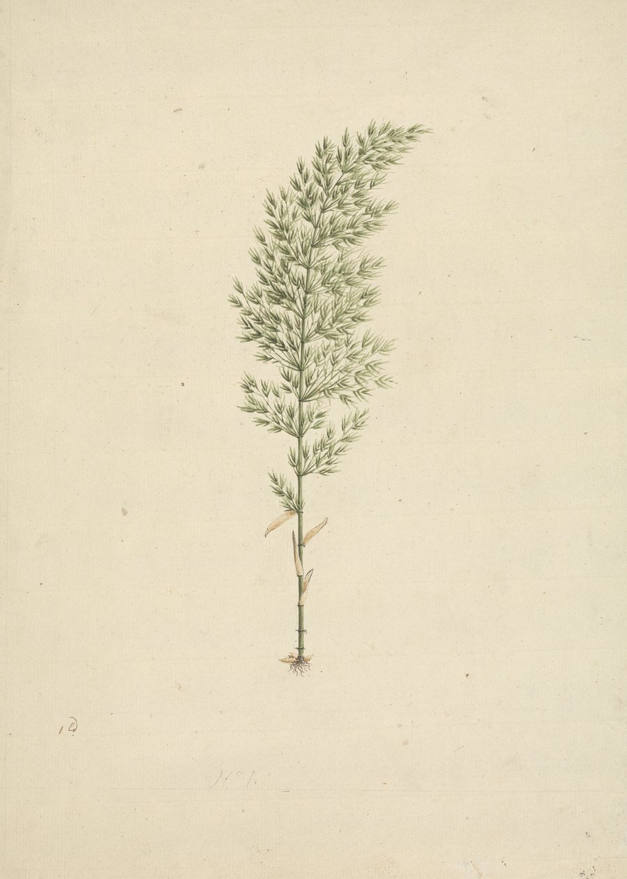 Arundinaria alpine K. Schum. (African Bamboo): færdig tegning af vane med rødder af James Bruce