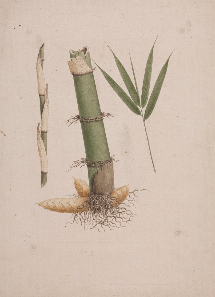 Arundinaria alpina K. Schum. (African Bamboo): færdig tegning af sektioner af stængel og af skud med blade af James Bruce
