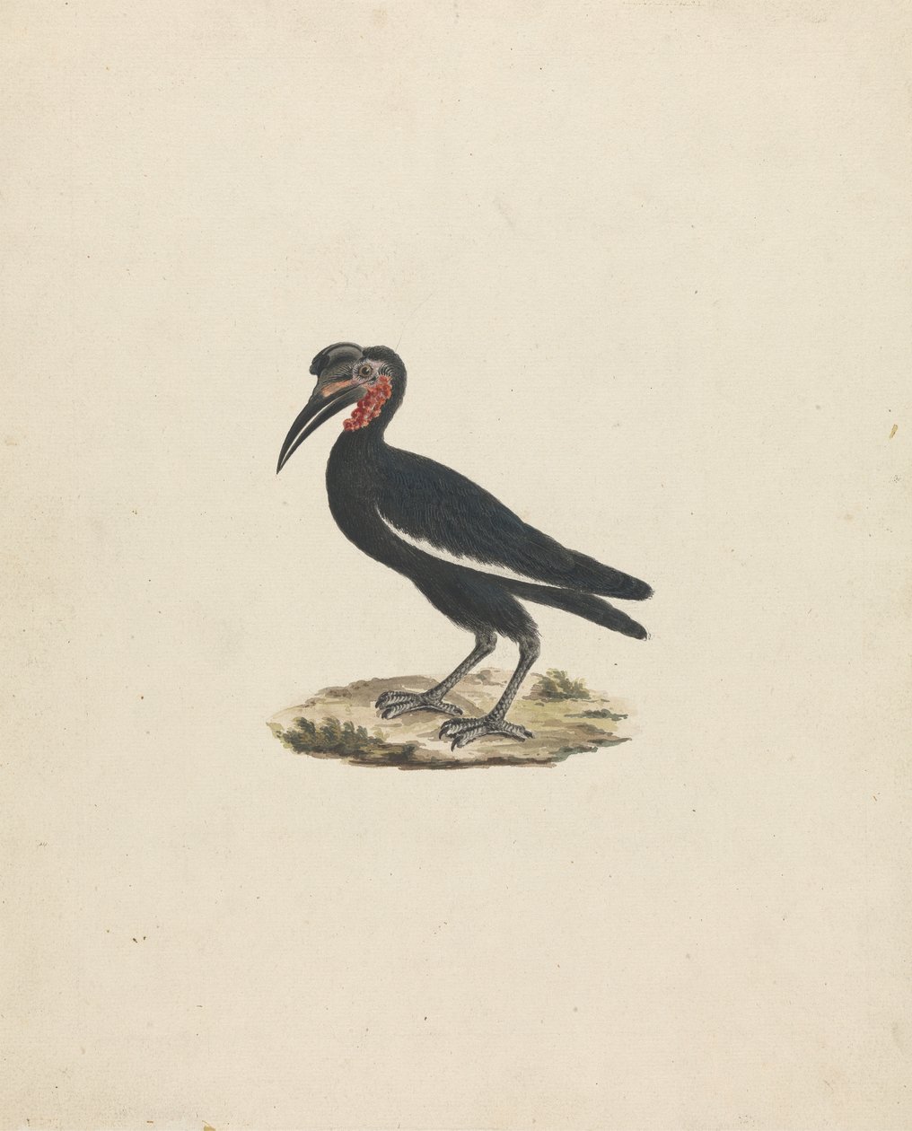 Bocorvus abyssinicus (Abyssinisk næsehornsfugl) af James Bruce