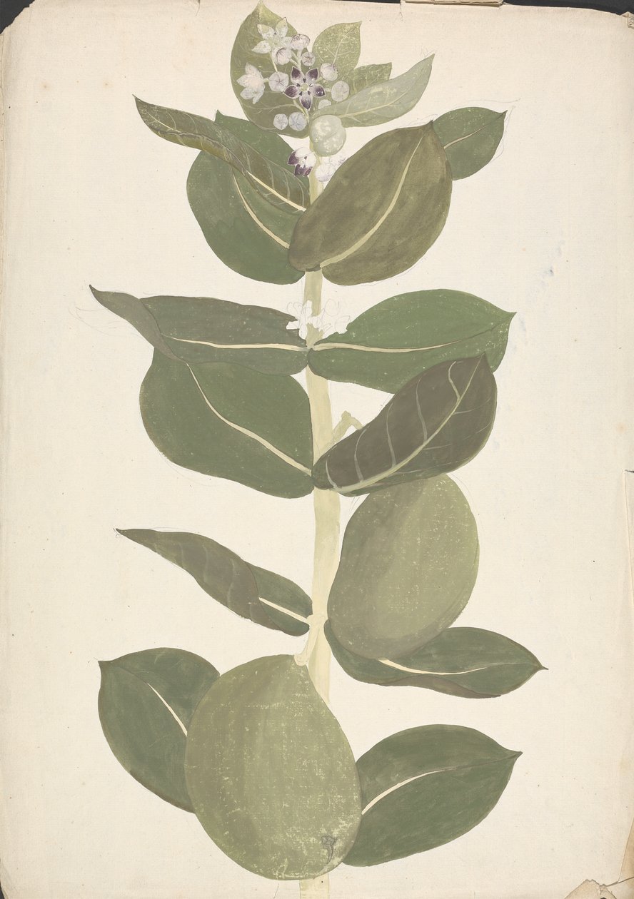 Calotropis procera (Ait.) Ait. f. (Sodomas æble, øretræ): færdig tegning af blomstrende og frugtplante af James Bruce