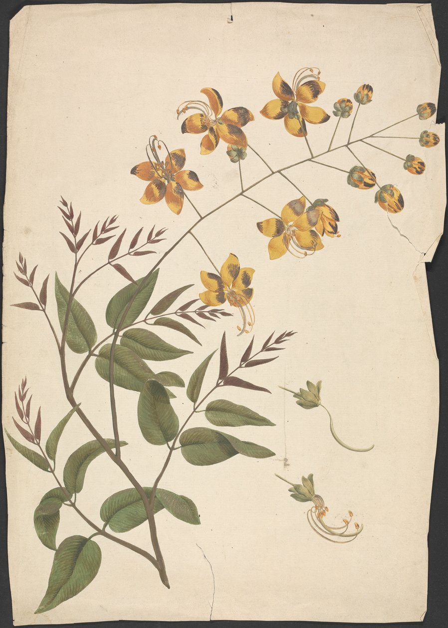 Cassia Fistula (Purging Cassia): færdig tegning af bladrige skud med blomster af James Bruce
