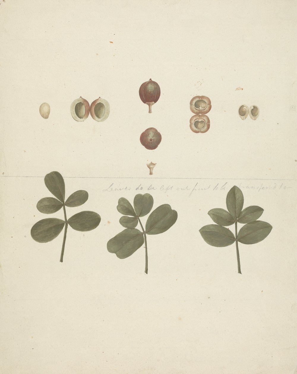 Commiphora gileadensis (L.) C. Chr. (Gileadbalsam, Opobalsam): færdig tegning af frugt, dissekeret frugt og blade af James Bruce