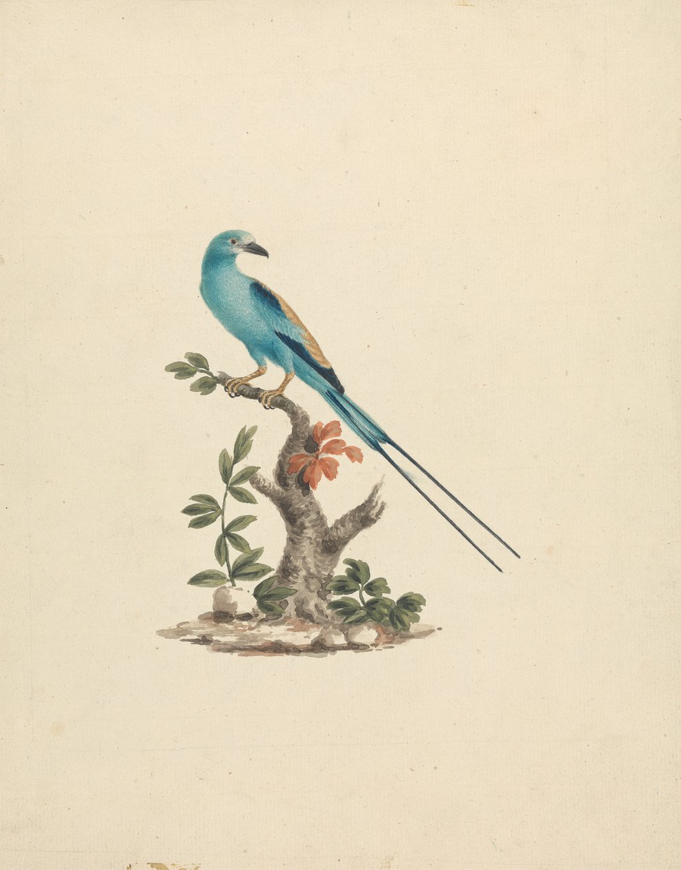 Coracias abyssinicus (Abyssinisk rulle) af James Bruce