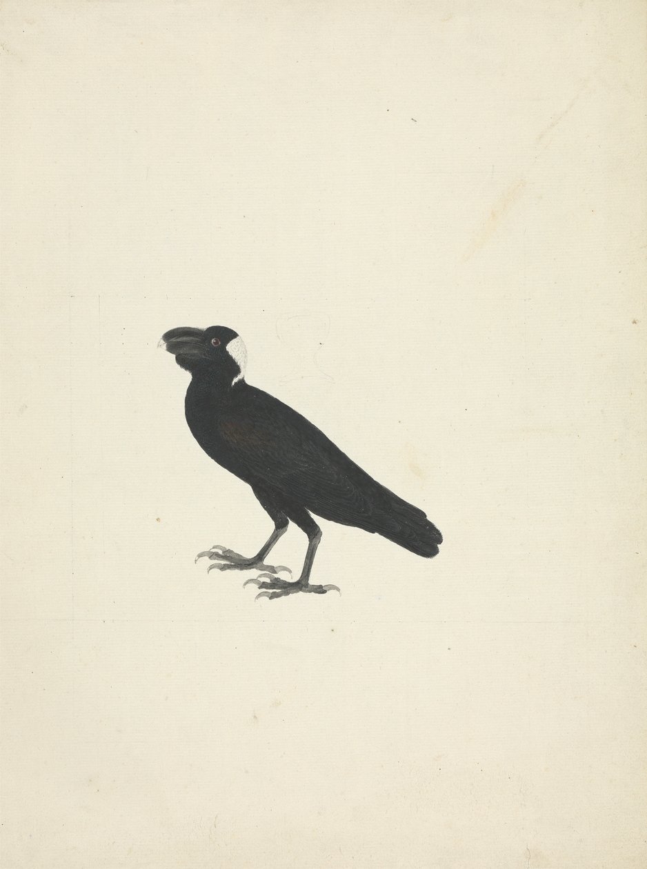 Corvs crassirostris (tyknæbbet ravn) af James Bruce