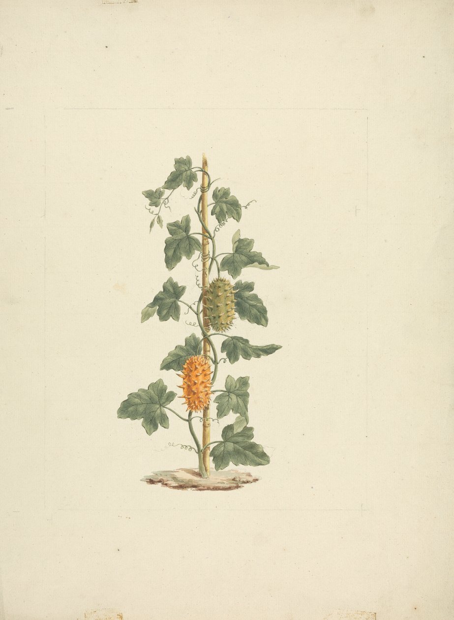 Cucumis metuliferus Naud (Vildagurk): færdig tegning af James Bruce