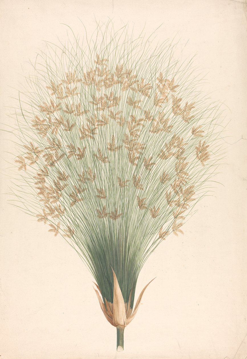 Cyperus papyrus L. (Papyrus Sedge): færdig tegning af blomsterstand af James Bruce