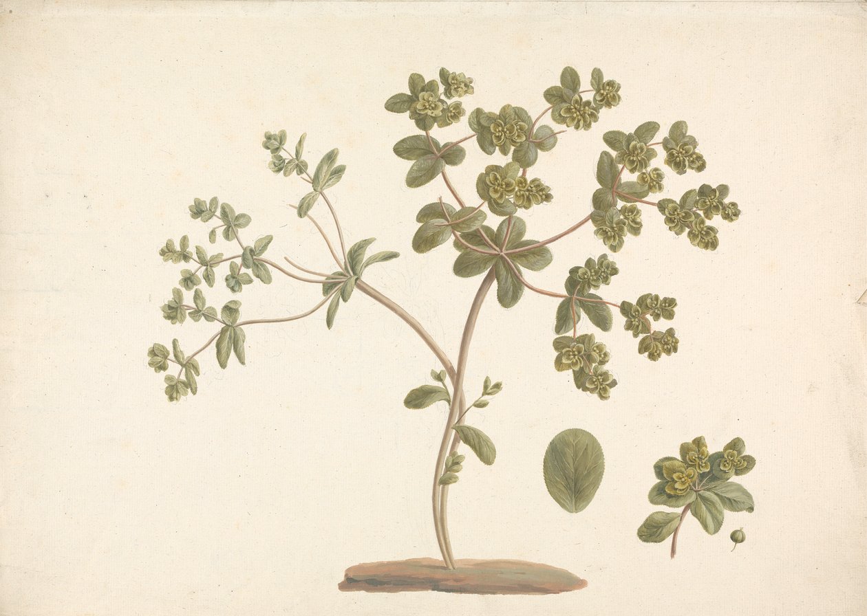 Euphorbia helioscopia L. (Sun Spurge): færdig tegning af blomstrende plante med detaljer om blomster og blade og frugter af James Bruce