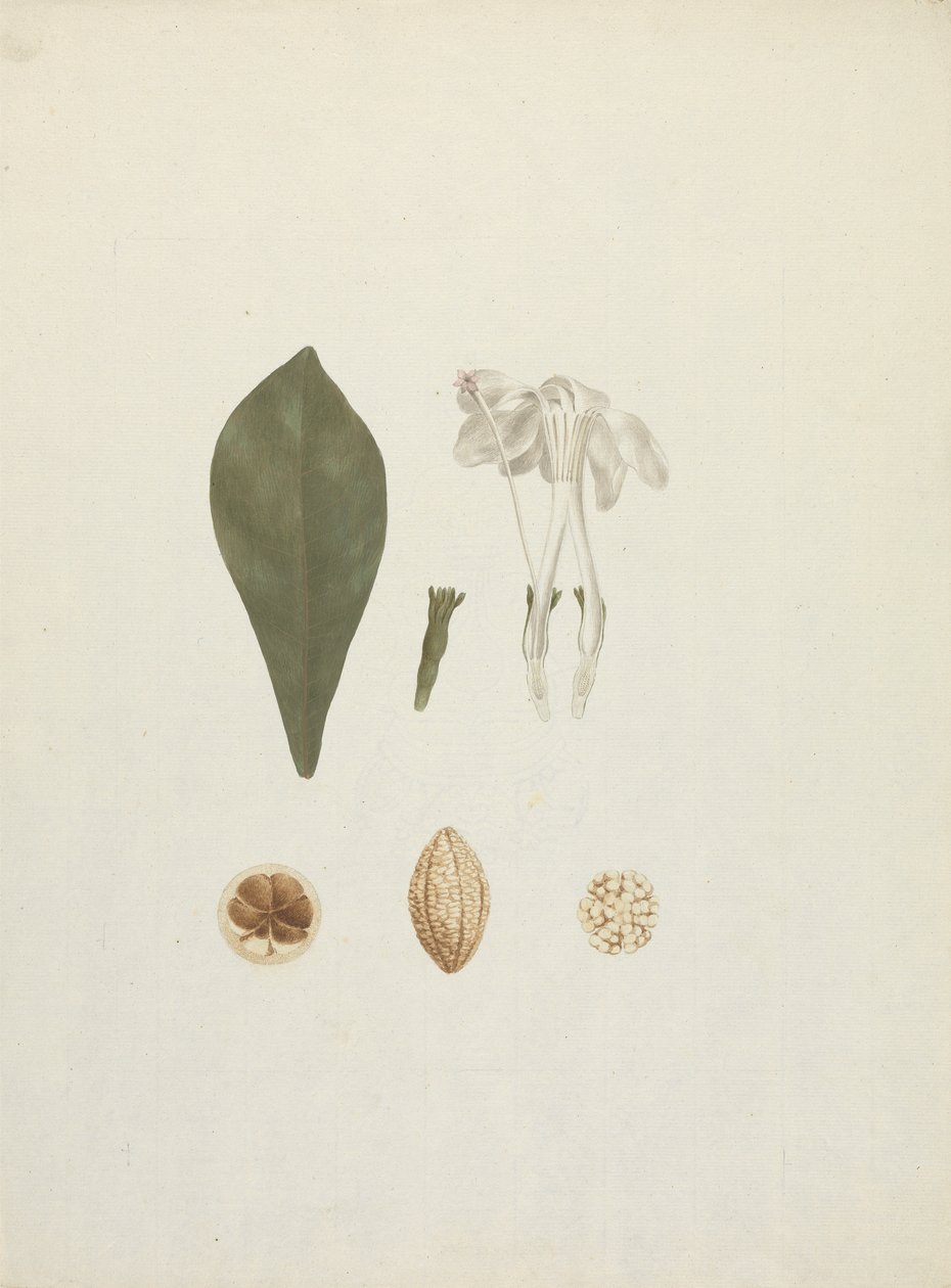 Gardenia ternifolia Schum.& Thonn. (Jovis-Tonantis): færdig tegning med yderligere detaljer af frugt af James Bruce